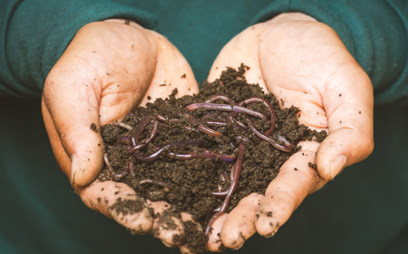 Raised Garden Bed Gardening with Compost & Vermicompost