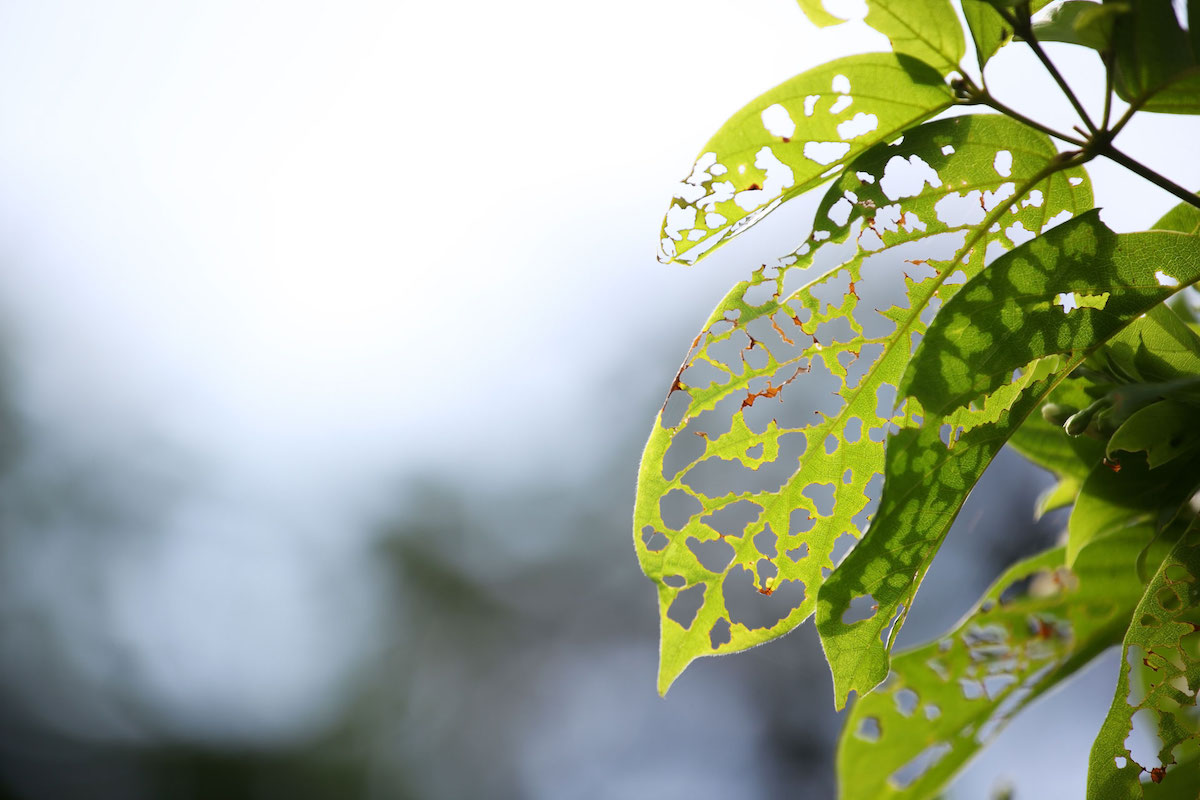 Urban Edge damage leaf with holes