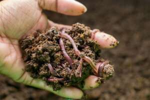 Hand holding earthworms