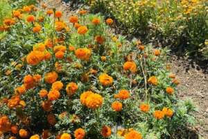 IMG_0258 IMG_0258
