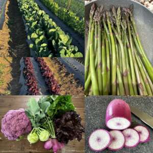 Various produce from The Urban Edge Farm Store