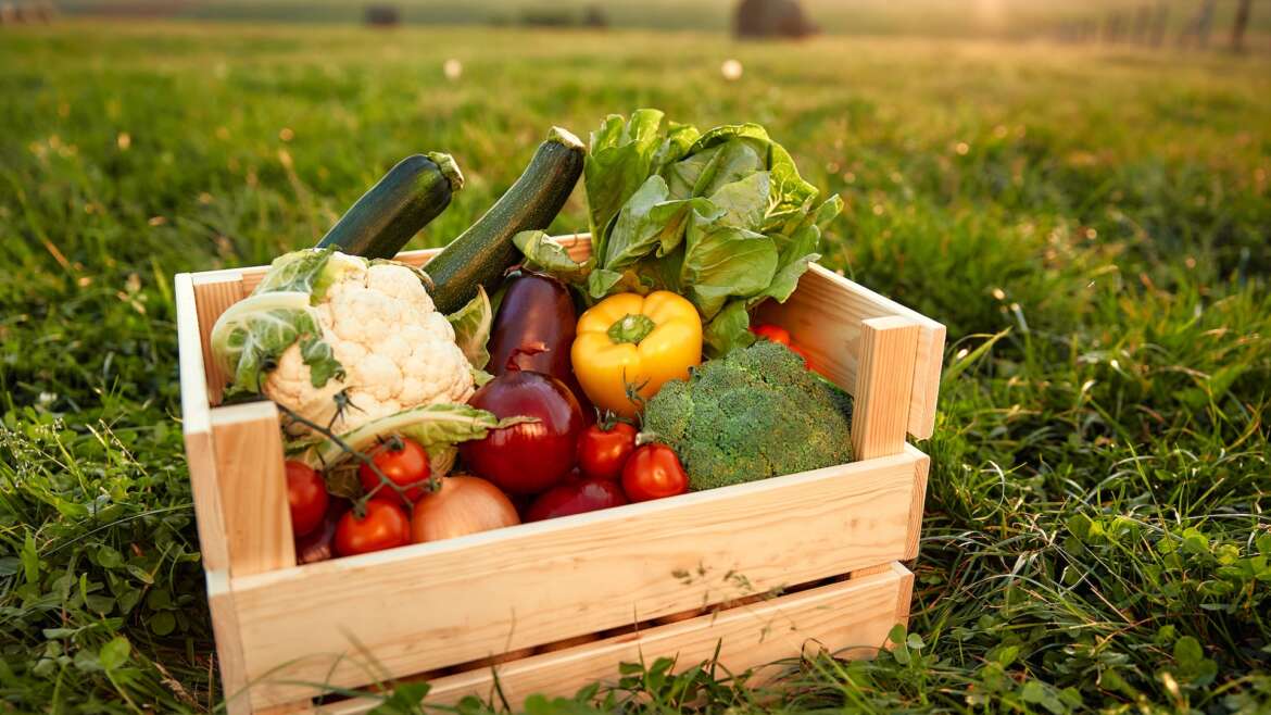 CSA Program – Large Box