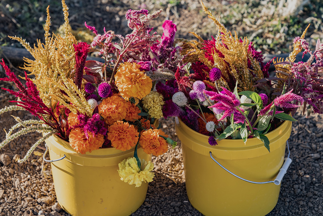 UPick flowers collected