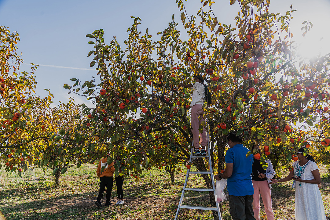 People U-Picking fruit from a tree