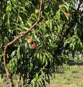fresh peaches on the tree